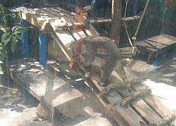 Coati flou
