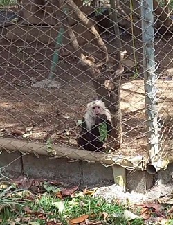 Jack Jack qui mange une feuille