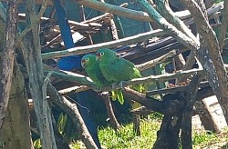 2 oiseaux