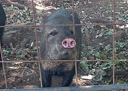 Cochon pas cochon