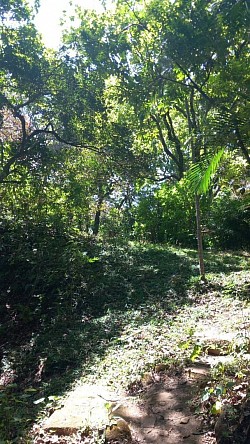 Foret